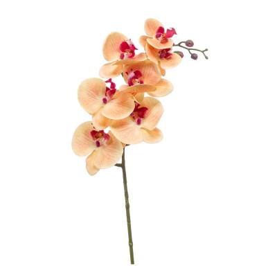 Branche d'orchidée phalaenopsis