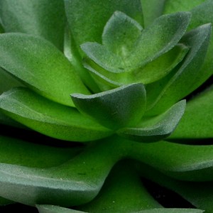 Thumbnail Pot de plante succulente artificielle - mirohome